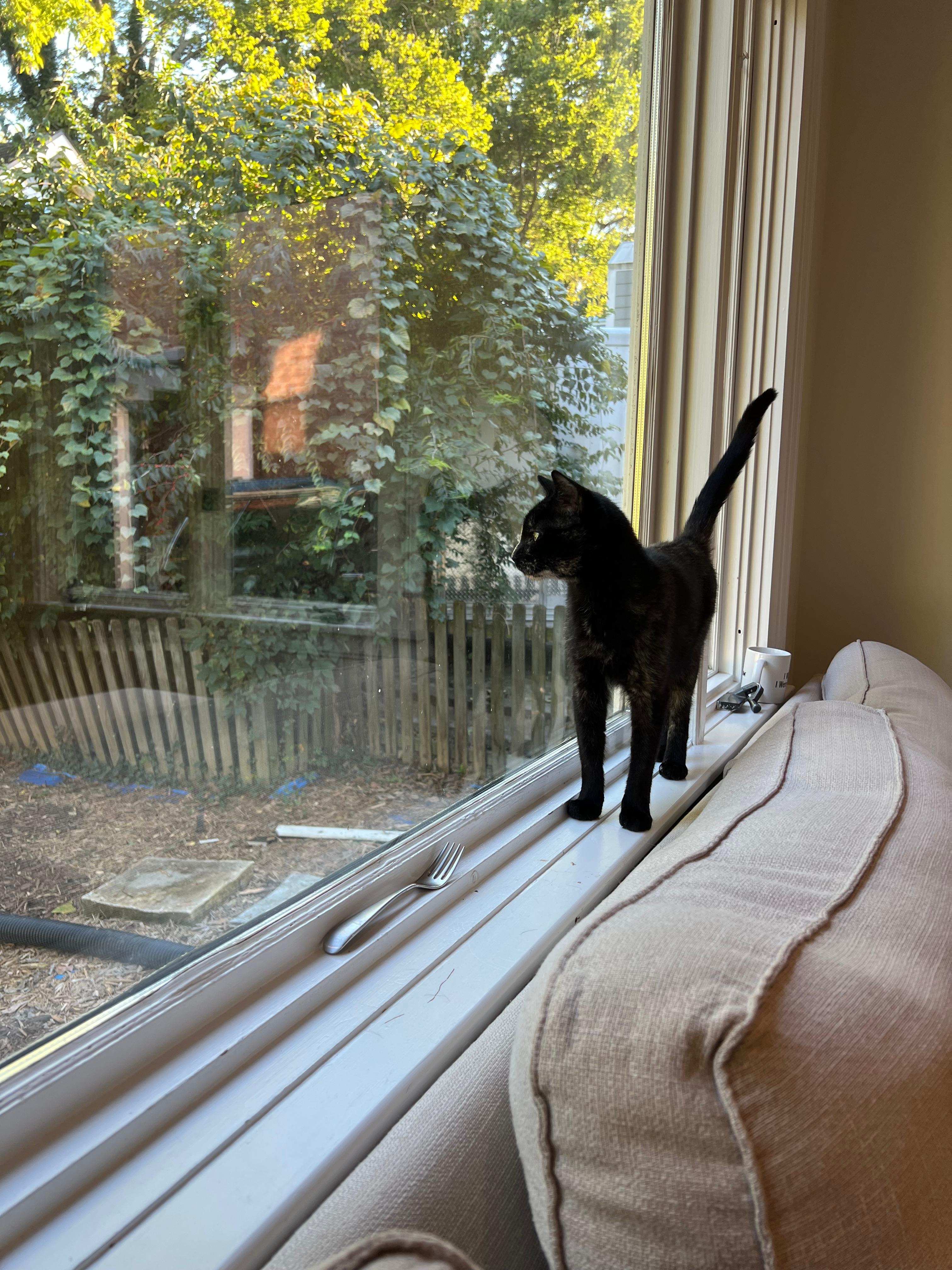 A tortoiseshell cat looking out a picture window. Her tail is pointing straight up.